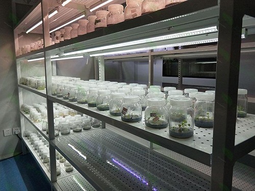 阿拉善植物组织培养实验室设计建设方案